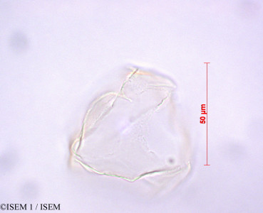 Distichia muscoides - lame n° 29157